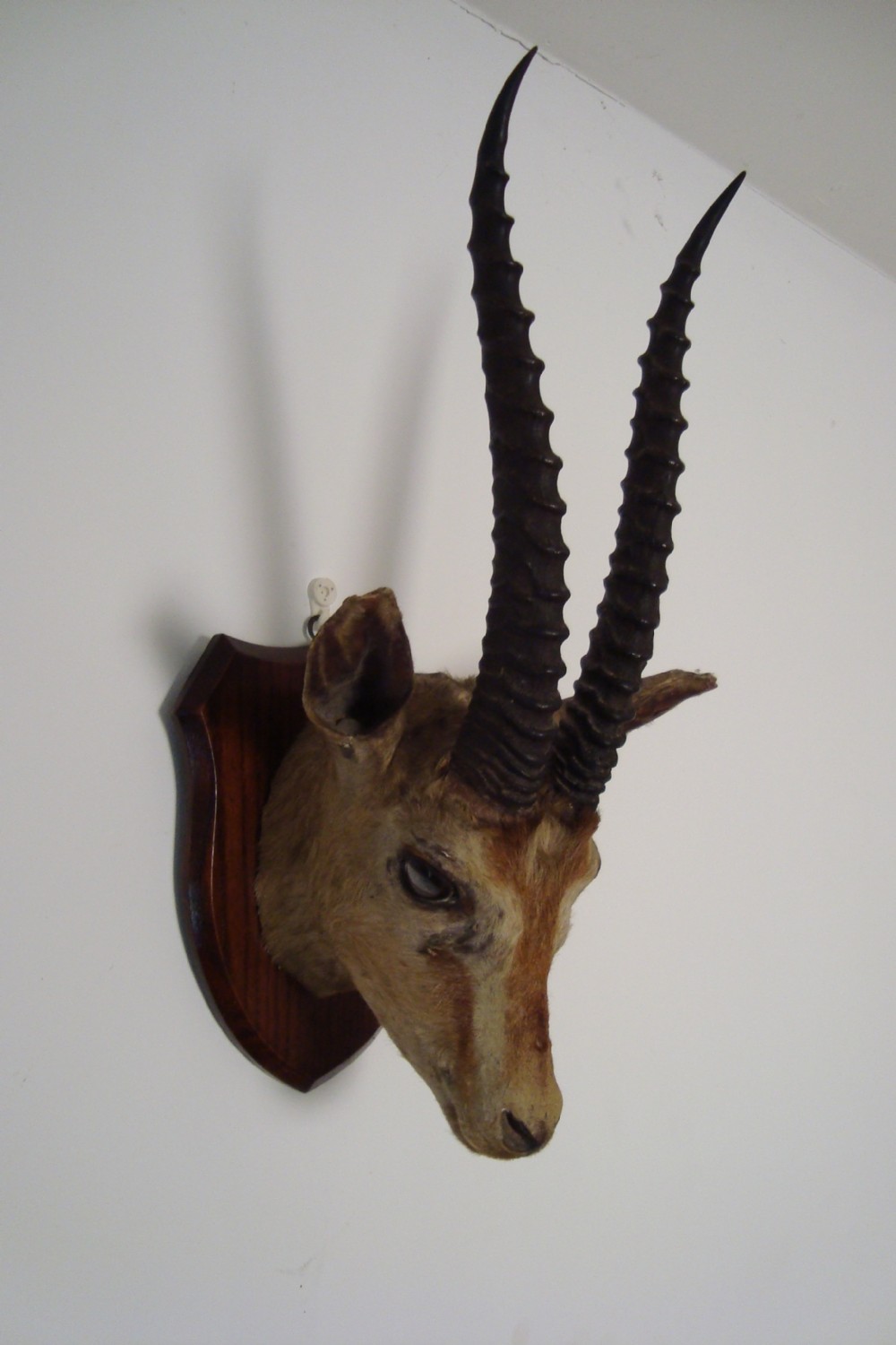 antique antelope head on oak shieldshaped plaque